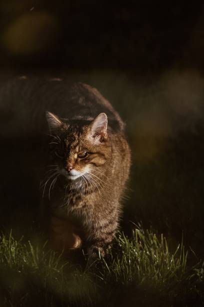 istock Wild cat in the shadows 1459794630