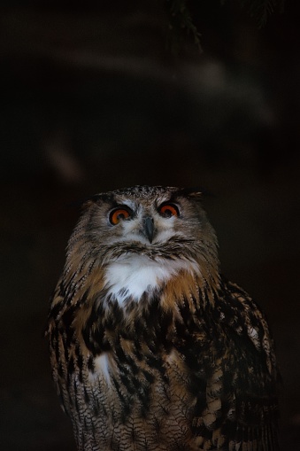 Red eyed Eagle Owl