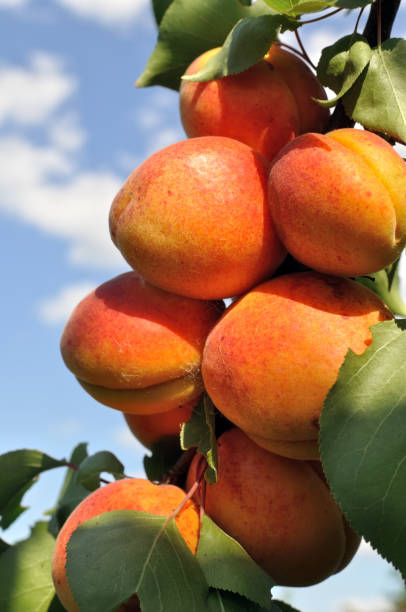 istock close-up of ripe apricots 1459795325
