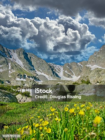 istock Wildflowers in Rocky Mountain National Park, Colorado 1459795928