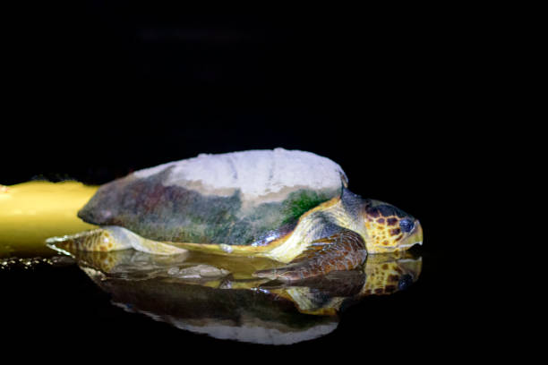 istock Caretta caretta 1459796111
