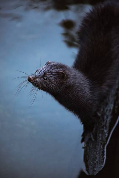 istock Portrait of a black mink, reflecting 1459797946