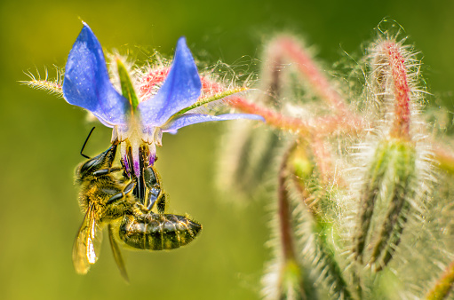 HoneyBee in a borrage flower. Insect pollination eating pollen upside down