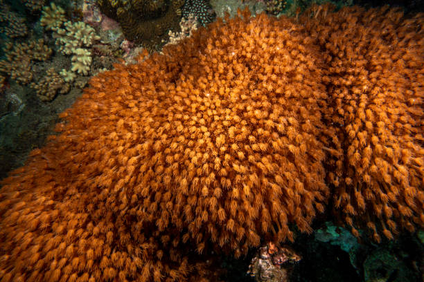 Beauty and variety of coral reefs under the beautiful sea  in Koh Tao , Thailand