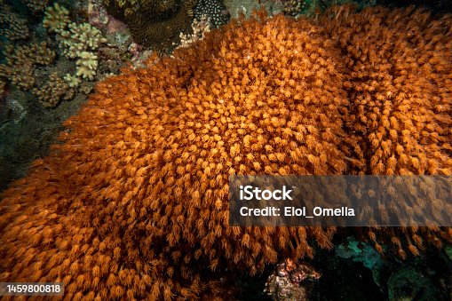 istock Underwater photo of soft corals at a reef 1459800818