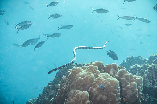 Banded Sea Snake Laticauda colubrina on a outer reef. under the sea in Koh Tao, Thailand