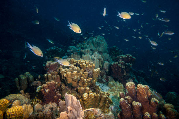 Animals of the underwater sea world. Ecosystem. Colorful tropical fish. Life in the coral reef. Vibrant angelfish swimming gracefully amidst a colorful coral reef.