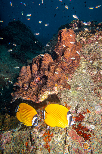 two Diagonal butterflyfish underwater and coral in Thailand under the sea in Koh Tao