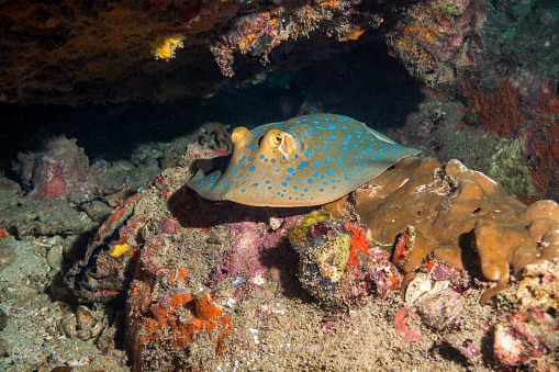 The bluespotted ribbontail ray (Taeniura lymma) is a species of stingray in the family Dasyatidae. Found from the intertidal zone to a depth of 30 m (100 ft), this species is common throughout the tropical Indian and western Pacific Oceans in nearshore, coral reef-associated habitats. under the sea in Koh Tao diving, Thailand