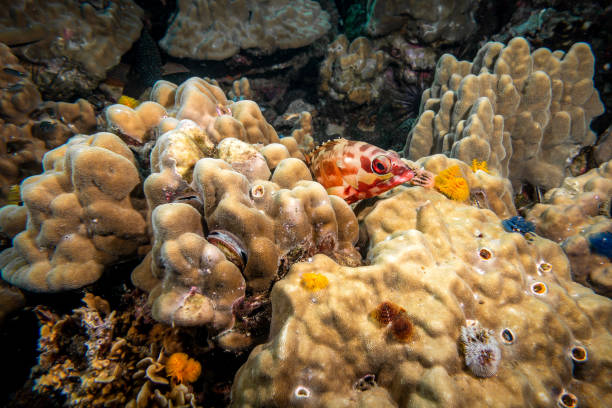 Coral hawkfish (Cirrhitichthys oxycephalus), Zanzibar, Tanzania