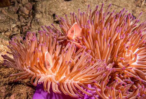 Pink Anemonefish (Amphiprion perideraion) underwater inside an anemone in Koh Tao, Thailand