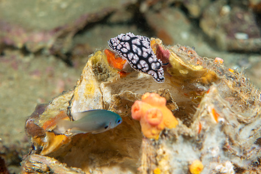 Phyllidiella pustulosa nudibranch under the sea in Koh Tao diving, Thailand