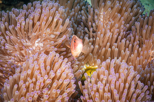 Pink Anemonefish (Amphiprion perideraion) underwater inside an anemone in Koh Tao, Thailand
