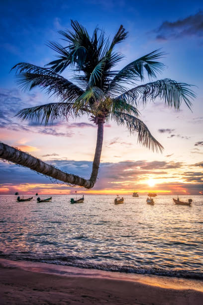 Sunset in Koh Tao, Thailand In Koh Tao, Thailand on Sairee Beach a sideways growing palm tree is backlit by the sunset. Longtail boats in silhouette can be seen in the background. koh tao thailand stock pictures, royalty-free photos & images