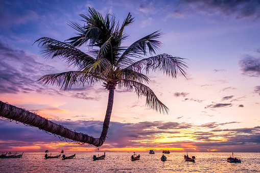 Coconut tree on Sairee beach at sunset, Koh Tao island, surat thani ,Thailand