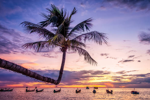 sunset in paradise Coconut tree on Sairee beach at sunset, Koh Tao island, surat thani ,Thailand koh tao stock pictures, royalty-free photos & images