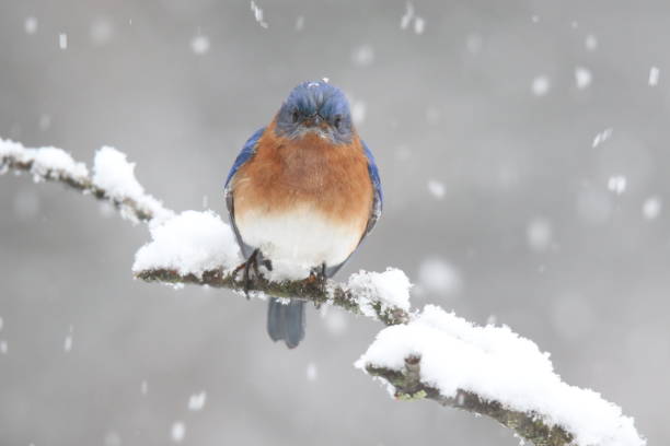 istock Eastern Bluebird perching in a winter snow storm 1459806219
