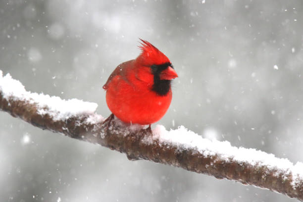 istock Northern Cardinal perching in a winter snow storm 1459806228