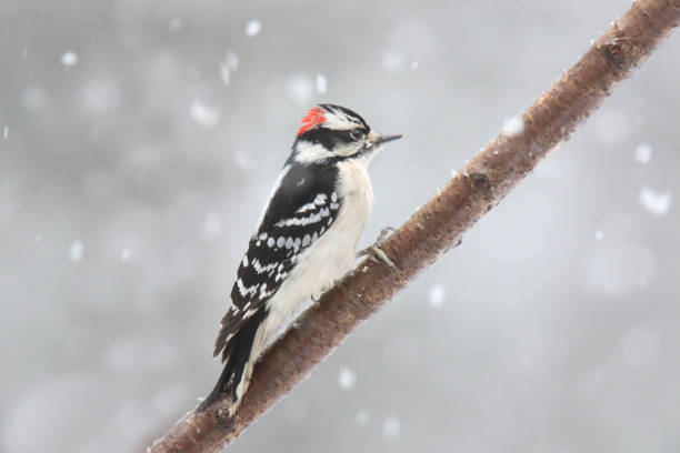 istock Downy Woodpecker perching in a winter snow storm 1459806245