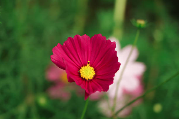 Cosmos bipinnatus, also called the garden cosmos, Mexican aster or cosmea on a white background.