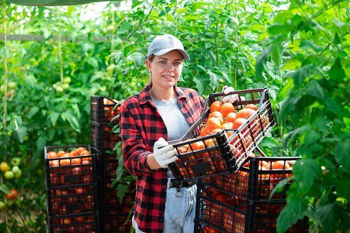 Smiling young female greenhouse worker picking ripe red tomatoes, laying out boxes with harvested vegetables among greenery of bushes