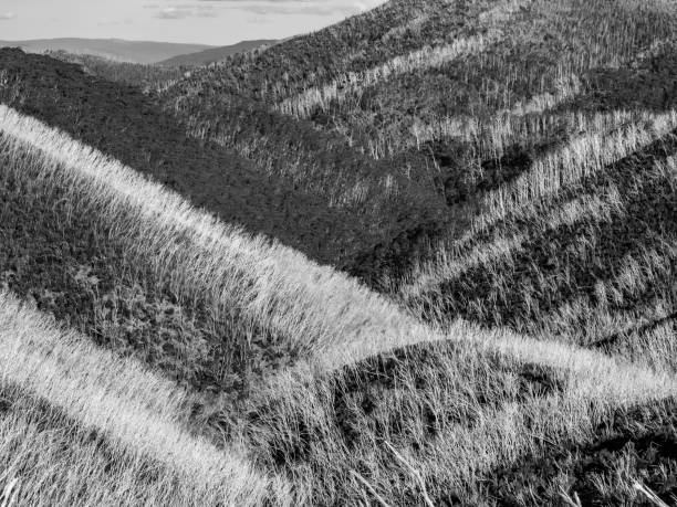 Regeneration of burnt forest in the Victorian Alps