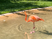 flamingo-im-nashville-zoo.jpg?b=1&s=170x170&k=20&c=49xSbdy5tWrXrRCgzwPBAix52TWkV8weR5Ohoz-AhPY=