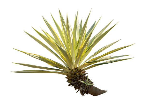 istock Agave plant isolated on white background.This has clipping path. 1459820224