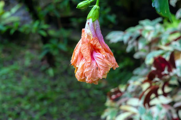 istock flower bud starting to spread and bloom 1459826016