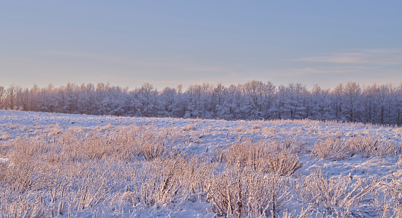 Beautiful winter landscape. Trees covered with frost.
