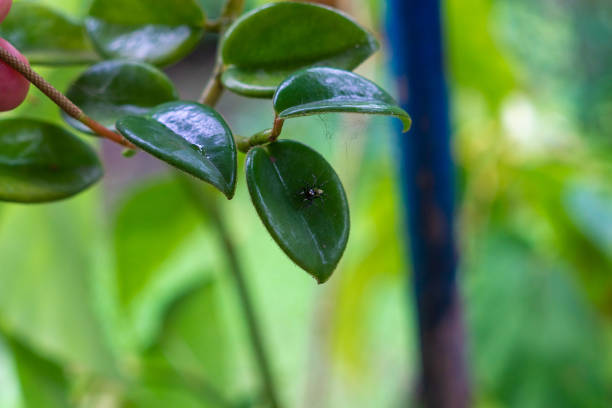 closeup view of jumping spider in the green leaf