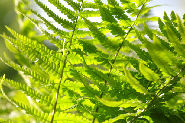 Fern plants in forest. Green foliage. Fern leaves. Soft focus. Picture for screensaver wallpaper card design. Fern plants in forest. Natural floral fern background in sunlight. Spring. Green backgrop plantas de helechos en el bosque. follaje verde. hojas de helecho. enfoque suave. imagen para el diseño de la tarjeta de fondo de pantalla del protector de pantalla. plantas de helechos en el bosque. fondo natural de helecho floral a la luz del sol. prima