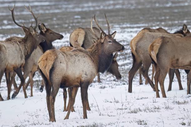 istock Young elk buck in a herd. 1459830692