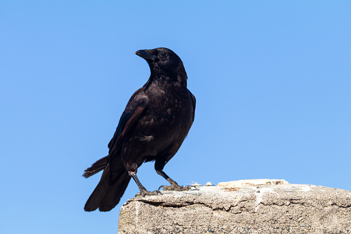 Black crow perched on a concrete pillar.