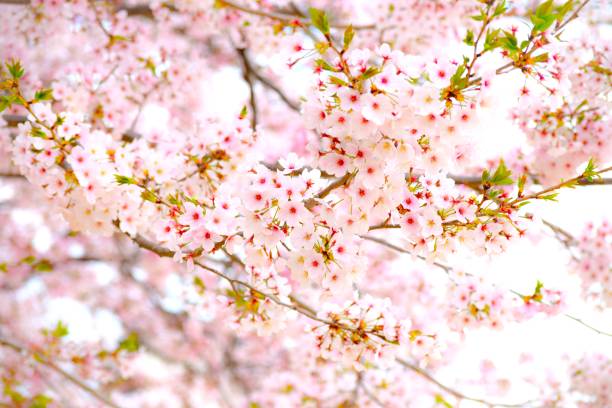 close-up of sakura tree.