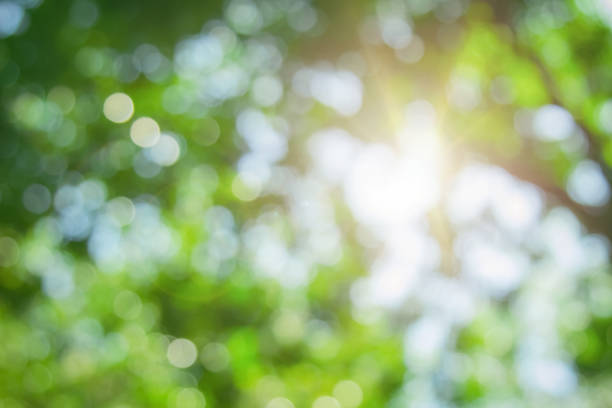 istock Abstract green foliage and tree in jungle blur with sun light spring summer. Farming concept on plant forest and environment day of farmer organic building sunshine on leaf herb lush soft in ecology. 1459839719