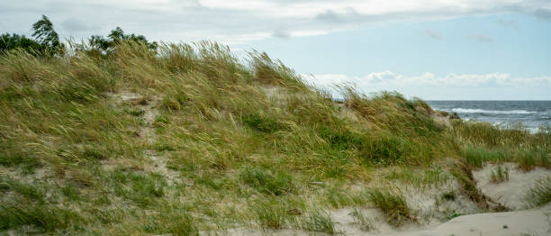 istock grassy sand dunes on the seashore 1459839973