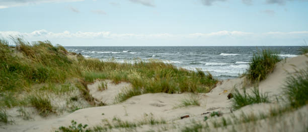 istock grassy sand dunes on the seashore 1459839993