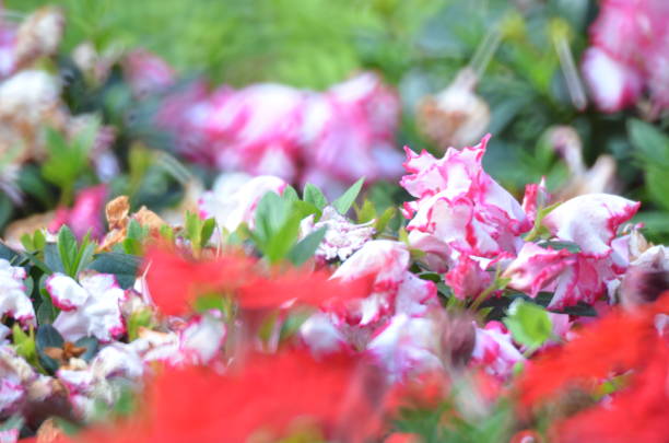 istock a Multicolored flowerbed on a lawn at kowloon park 1459840119