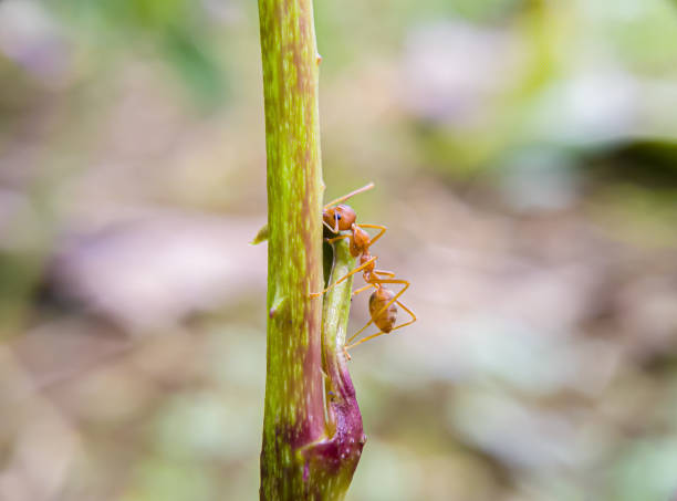 oecophylla smaragdinaまたはウィーバーアリ、これらのアリは植民地時代の生活プロセスで知られており、これらのアリは非常に強い巣を作ることができます。森の赤いアリ - teamwork ant cooperation challenge ストックフォトと画像