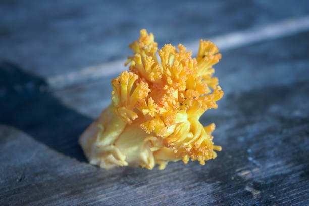 fungo commestibile ramaria botrytis sullo sfondo di un vecchio tavolo di legno grigio scuro. - coral fungus foto e immagini stock