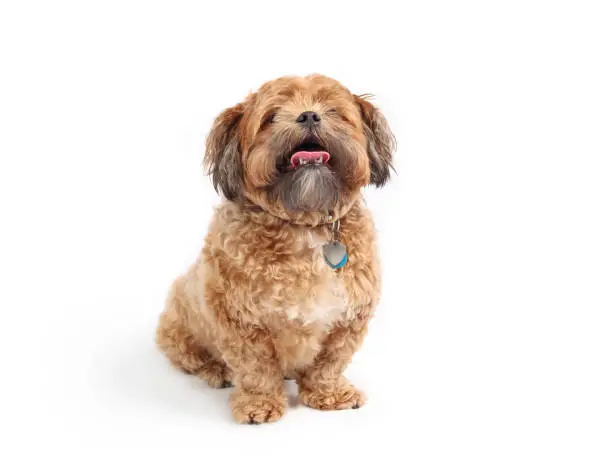 Front view of fluffy brown dog. Overweight or heavy, 3 years old male Shichon, Shih Tzu-Bichon mix or fuzzy wuzzy puppy. Selective focus