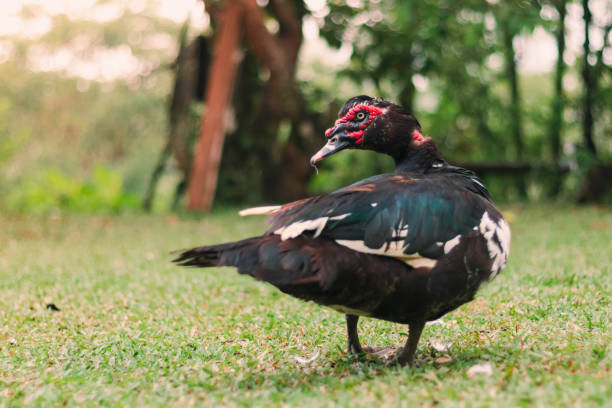 istock Beautiful duck walking on the grass 1459841635