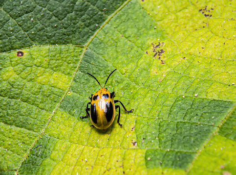 Epilachna borealis is a kind of yellow beetle that has a pattern of black spots on its back