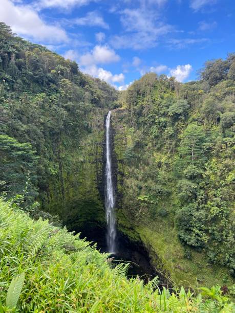 istock Akaka Falls, Hilo, The Big Island, Hawaii 1459843237