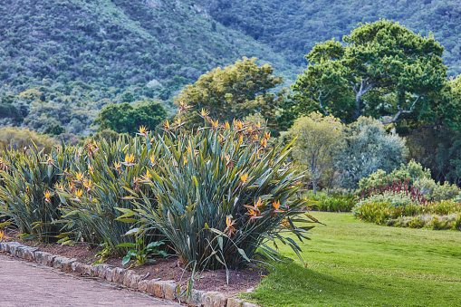 Flowers, plants and trees in Kirstenbosch Botanical Gardens in Cape Town, South Africa,