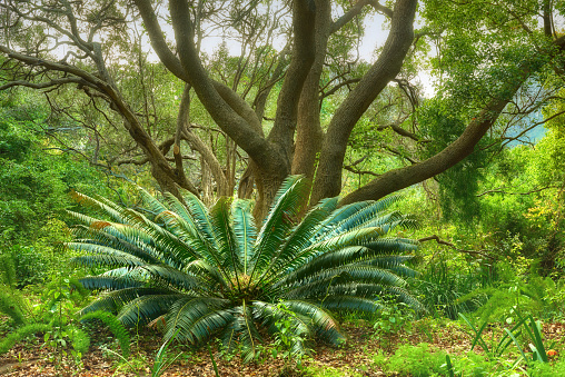 Flowers, plants and trees in Kirstenbosch Botanical Gardens in Cape Town, South Africa,