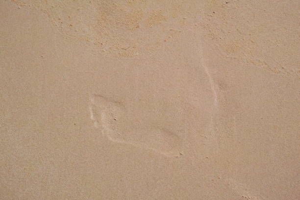 Beachwalk - footsteps in the sand an early morning