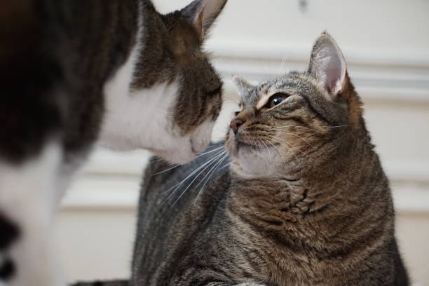 istock Two cats kissing each other 1459848929