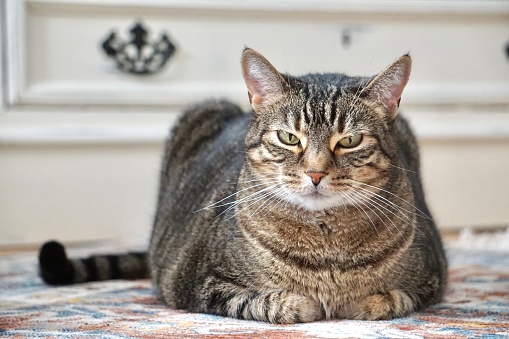 A beautiful indoor tabby cat sits with paws tucked, content.